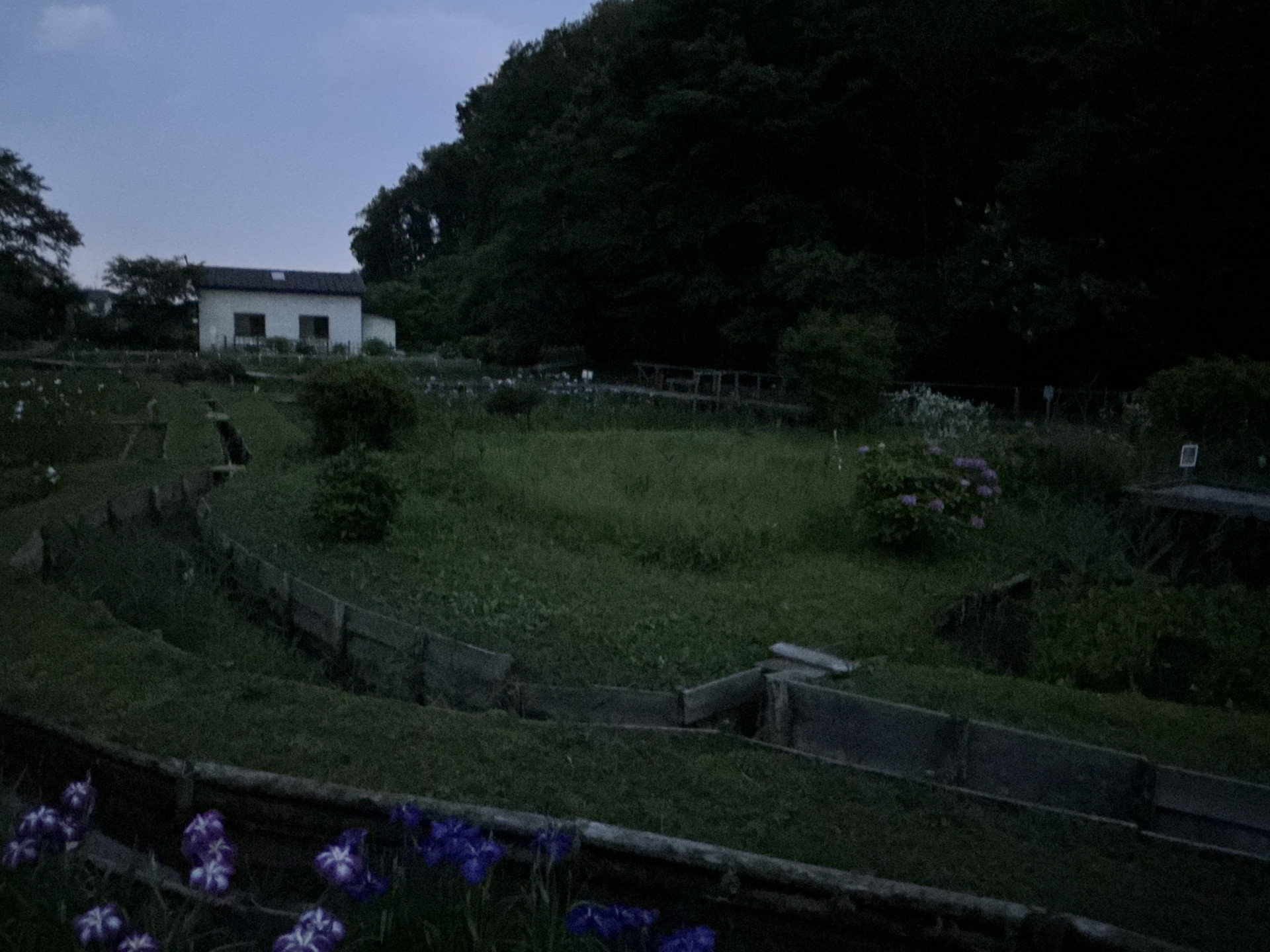 Image (1)